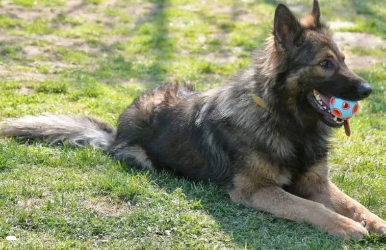 Fundraiser For A German Shepherd Rescue