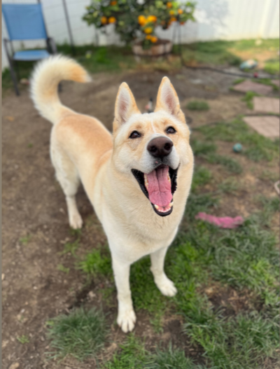 Lobo Needs Your Help