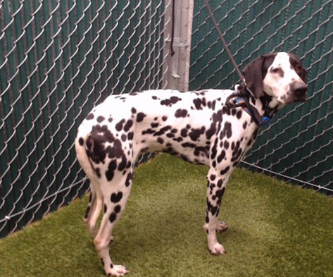 Domino