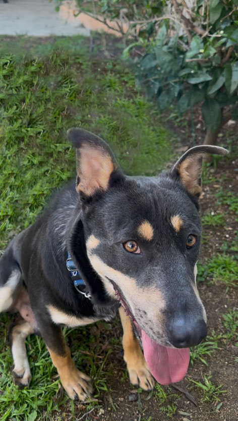 Brownie Needs Your Help